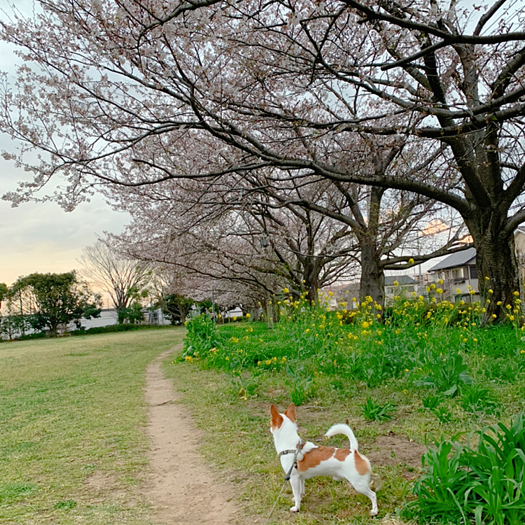 夕暮れ時の桜もなかなか良いもんです🌸