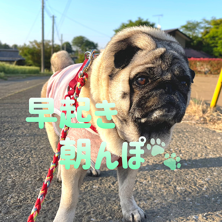 とうちゃん連休明け2日目😅
出勤前に朝んぽしてきました🐽
田舎の早朝、いい空気をいっぱい味わいましたよ☺️