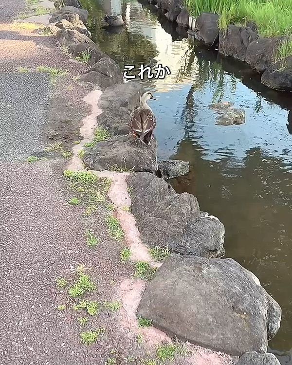 カモさん。
２対見つけました。
もっと先にはまだいたかもしれないけど、対でずっといるんですね。