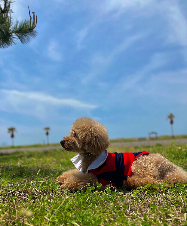 隣町の海浜公園
ここでもBBQでいっぱい⛺️🍖⛺️🍖⛺️⛺️⛺️

