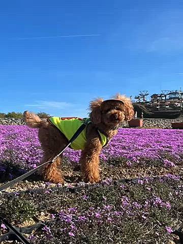 そして更に山奥へ1時間🚗
向かった先は愛知県唯一のスキー場⛷️
芝桜は4分咲き🌸
でもお目当ては別・・・
星空観測です⭐️
日が暮れるまで待ったけどこの日はほぼ満月なので星空観測には不向きです🌕
街灯も無く本来なら漆黒の闇の世界になるはずが周りがしっかり見渡せるほど、月明かりの凄さを実感しました🌌
寒暖差激しくメッシュタンク→ウィンドブレーカ→ボア付きジャンバーとどんどん重ね着したらパツパツになっていました🐶