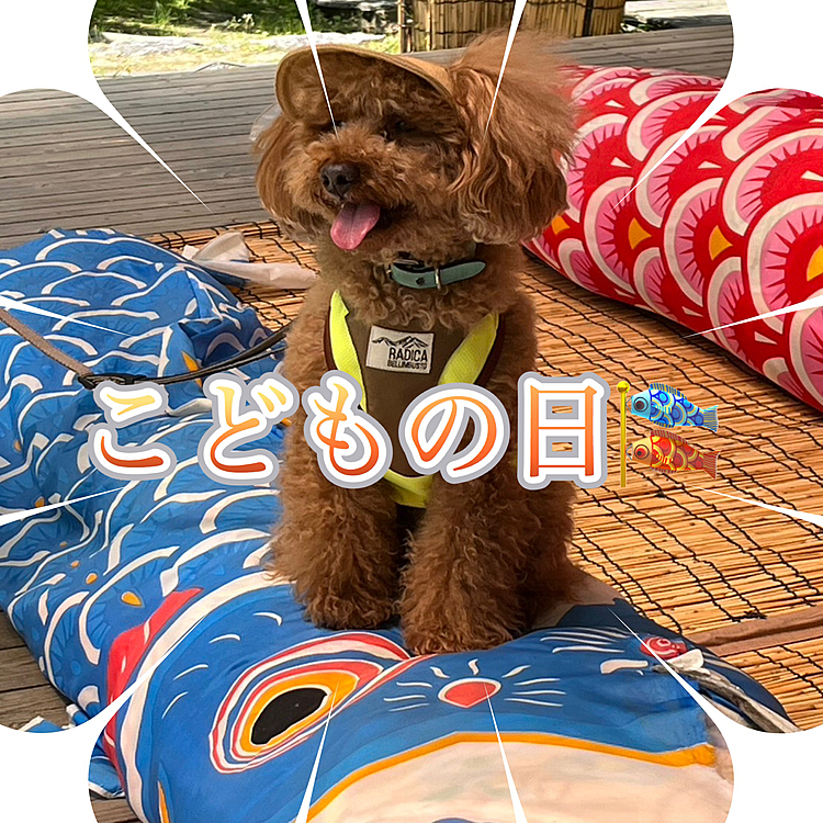今日はこどもの日🎏
男の子も女の子も皆健やかに🍀