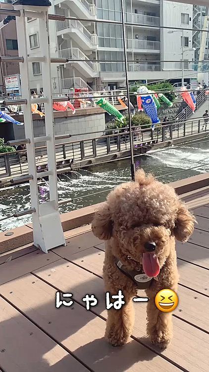 公園で撮った写真、なんか下に怪しい落とし物⁉️
よく見たら葉っぱでした😆
ササエルというオブジェ。
なんかツボなんですけど。