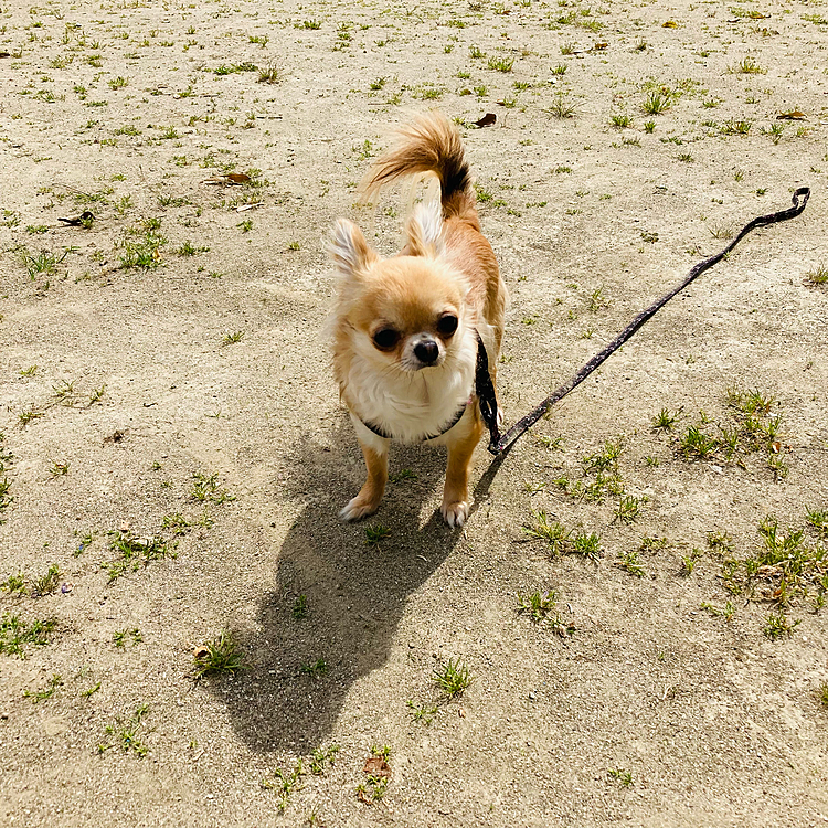 雨が降る☔️降る前にお散歩行ってきました
公園は誰もがいなかったので〜
のんびり歩く3ワン🐶🐶🐶😊
