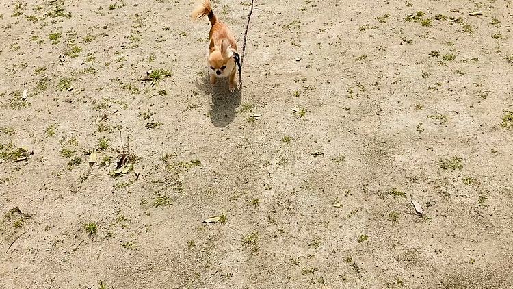 母ちゃん〜待って〜🐶💕