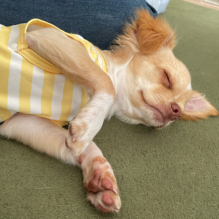普段はケージで寝てるのに私のそばで🐶💤
くうはケージで爆睡でした🐶💤
