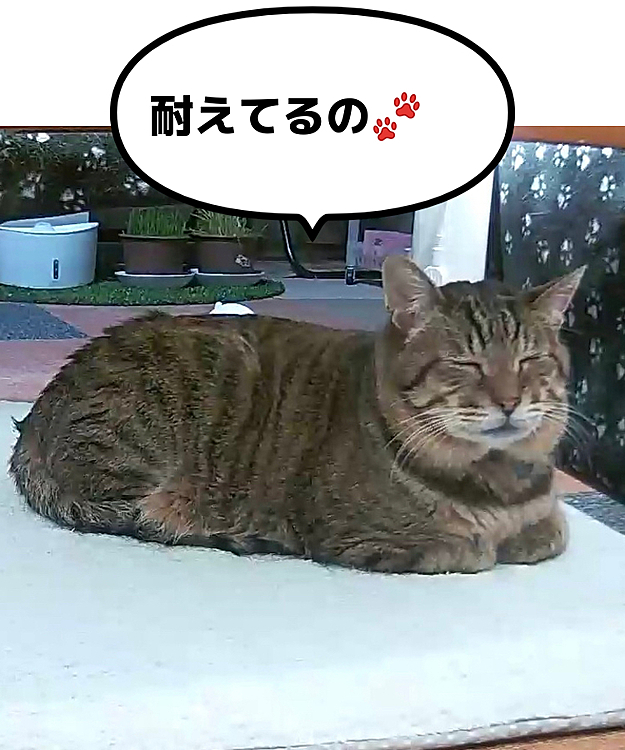 何に❓