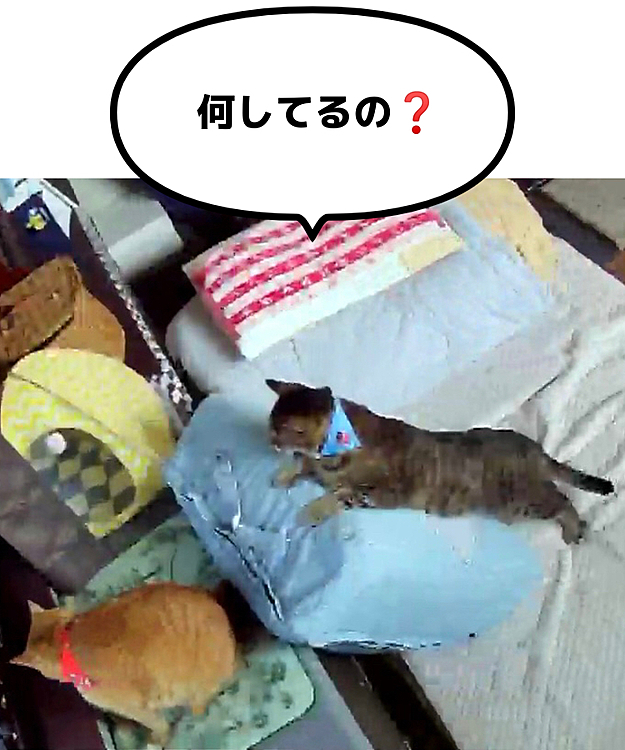 覗き込んでます😳