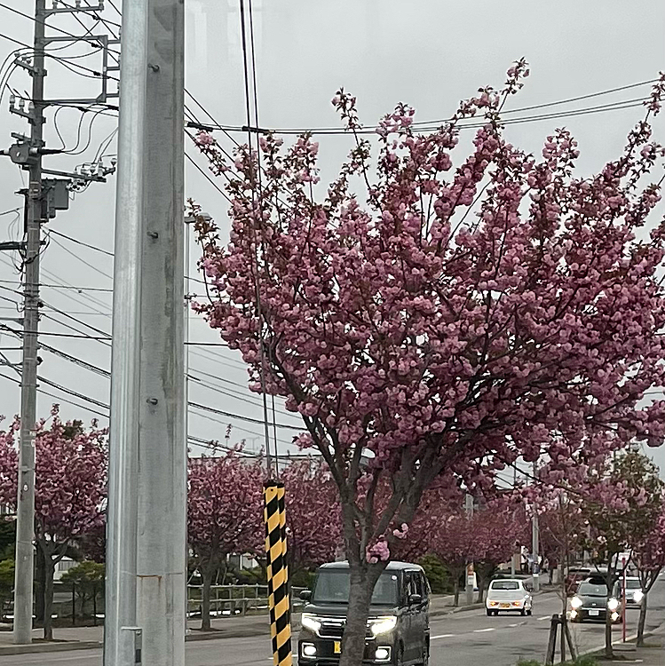 八重桜🌸
桜散ってしまったけどまだ八重桜は楽しめそうです🌸😊