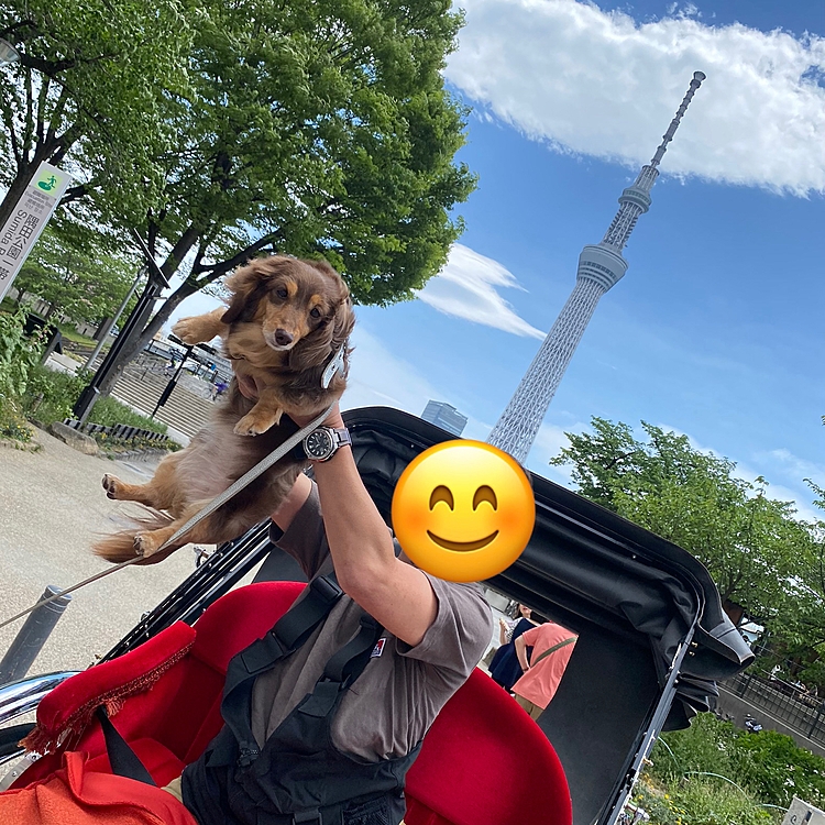スポットで写真撮影してくれます😊
こういうTHE観光客ってのもなかなか楽しい😁
犬が人力車に乗ってるのが周りの方々にもウケてました😅