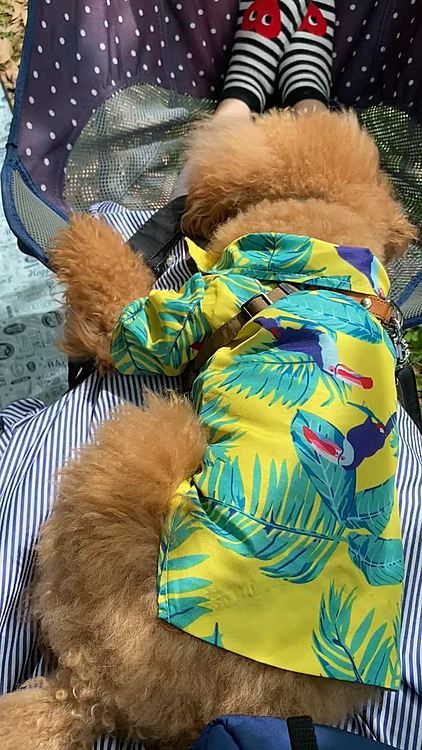 🐶も👨も本気で寝てます😪💤
風の音と鳥のさえずりで気持ちいいよね🌱🦜