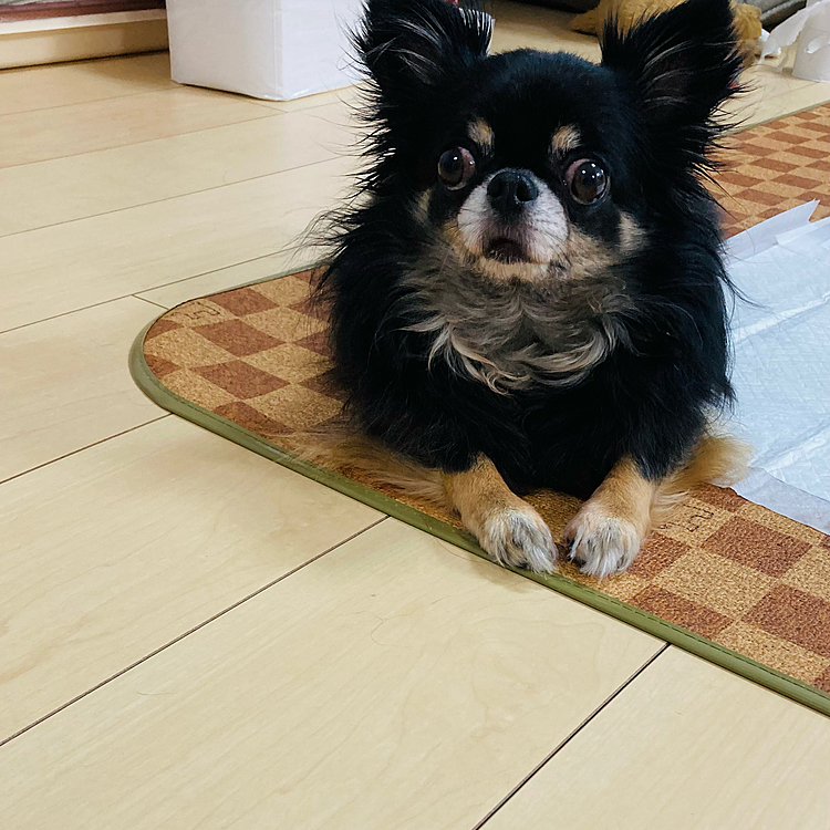 何でトイレに座ってるの！！
そんな可愛い顔で💕見つめないで🐶😂
