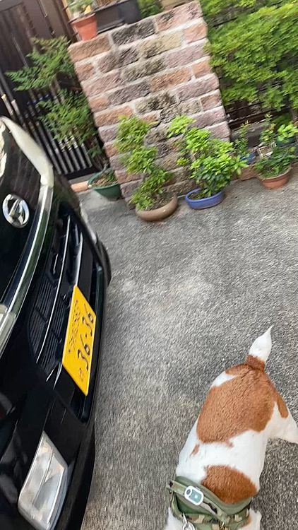夕散歩から帰って来たよ
