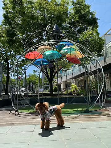 今日は28度予報のハッピー地方☀️

ショッピングモールへ朝んぽ🐾
毎年恒例のアンブレラスカイ☂️
モニュメントも毎年同じ😆

こちらも綺麗な花がたくさん咲いています💐
マメさが無く育てられないのでこうやって眺めるのがちょうどいいです☺️