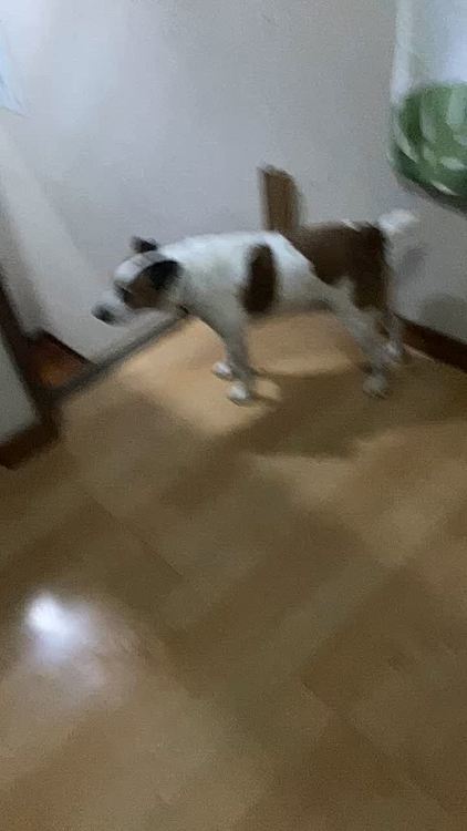 下に降りようとしたのに、私がビデオ撮ろうとしたら、ためらって、、😅