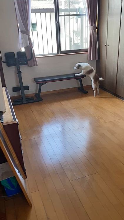 ベランダにひょいひょい