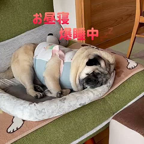 気持ちよく爆睡です💤