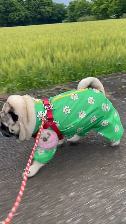 先月のカッパデビューは着た途端にフリーズ🧊💦とうちゃん抱っこ散歩でしたが、今日はシャカシャカさんぽできました😊