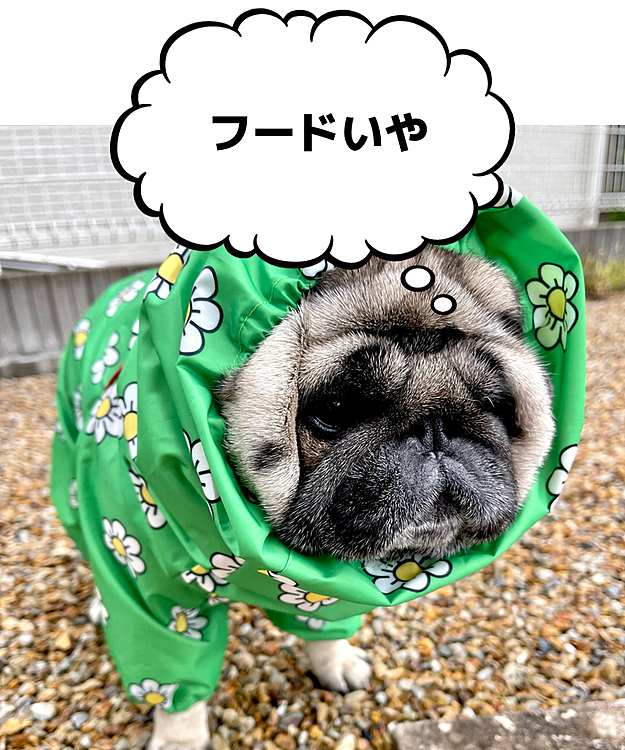 フードかぶせると、やっぱりフリーズ🧊です🤣🤣🤣