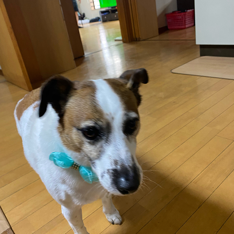 トリミングお迎えにスマホ忘れて
自宅にて、、今日は、リボン🎀つけて貰ったよ