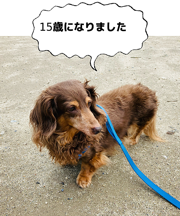 我が家の長老の空ちゃん今日15歳の誕生日を迎えました㊗️
今の所大きな病気もなく今年の健康診断も異常なしでした。
耳は遠くなってるけど〜仕方ないよね。
良い一年過ごそうね🐶😊
