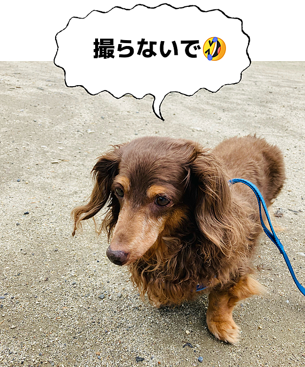 カメラが嫌いな空ちゃん💦
絶対カメラ目線がない。。
撮れた時はラッキー🤞です。。