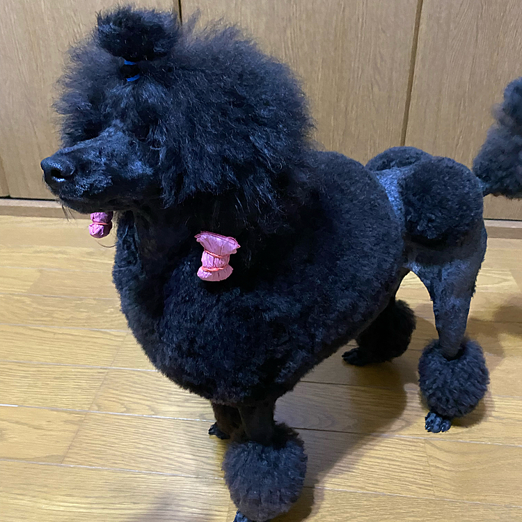 まだ短い〜🐩