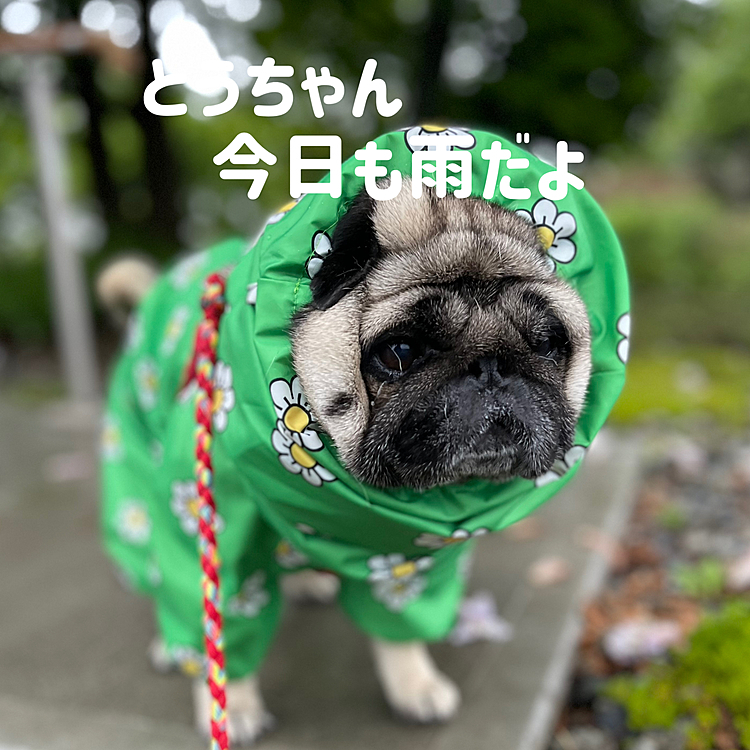 今朝も雨☂️
カッパでGO🐾