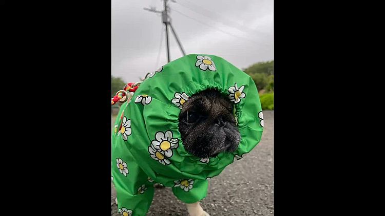 今日はフードもかぶって頑張りました☔️
雨の日さんぽ5分で撤収です🐽