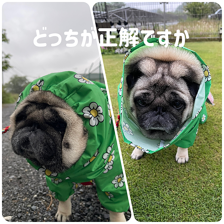 フードちゃんとかぶると前が見えません😅😅😅
反対につけてみました🤣