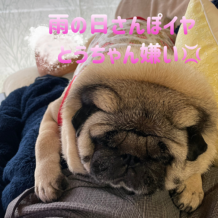 無理矢理さんぽにすねまる🐽
とうちゃんにお尻向けて猛抗議💢