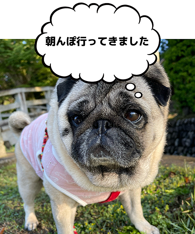 やっと晴れ🤗久しぶりに神社までお散歩してきました⛩️