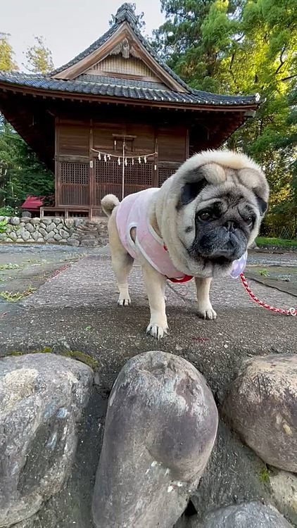 神社も鳥のさえずりが🐣
