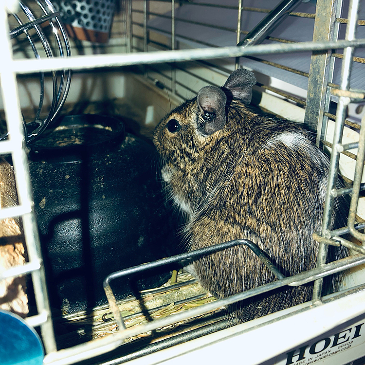 最近暑くなってきましたね。
レオくんはいつも通りカリカリしてます