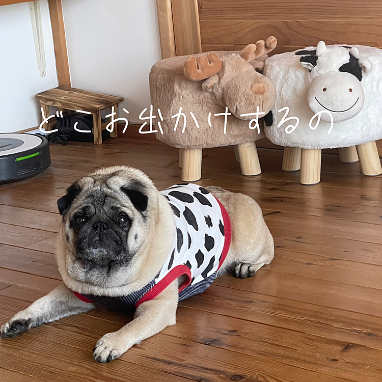 昨日は夫婦でお出かけしました😊
