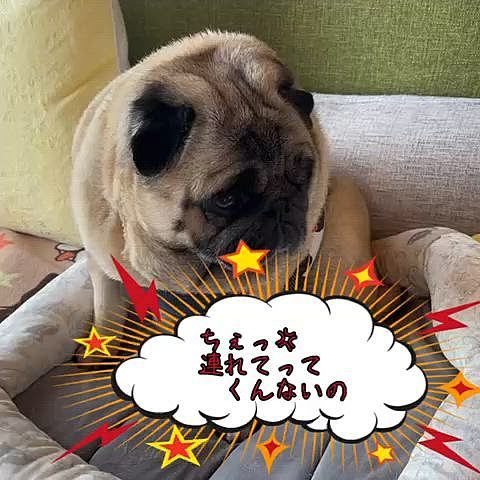 お留守番でガッカリ🐽