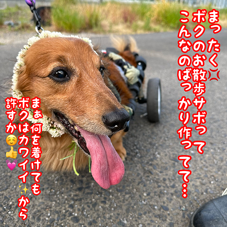 …だそうです🤣🤣🤣