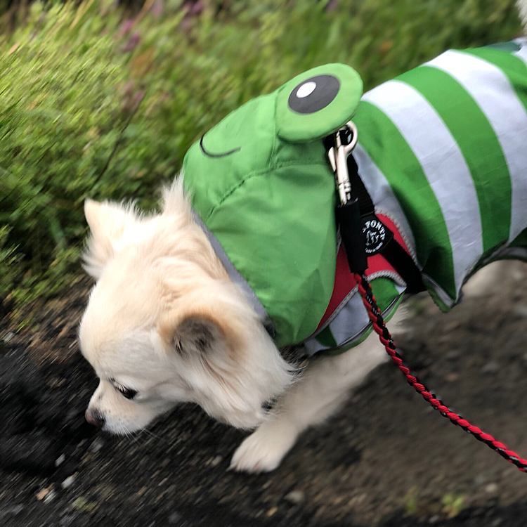おはようございます😄🐶
今朝は雨が止んたのでお散歩へGO💨
念のためカッパ着せて行きました👍