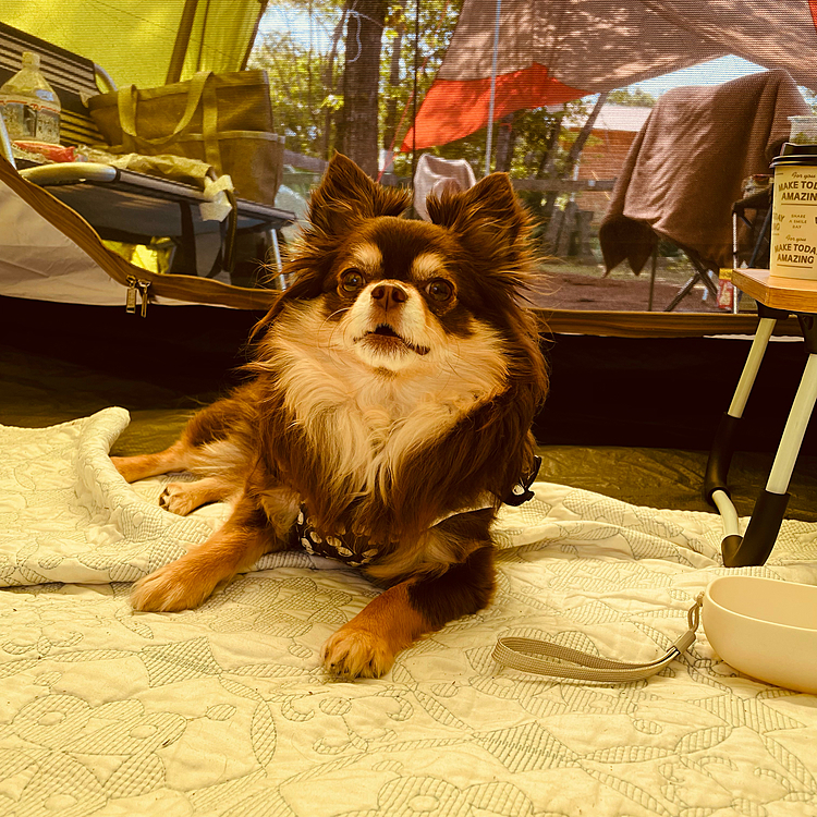 テントの中大好きまるちゃんはテントの中に入ったり外に出て散策をしたり　囲いがあったのでずっとノーリードで楽しめました⭐️