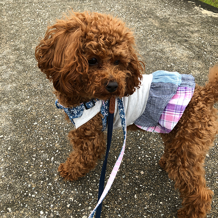 おはようございます😃☁️☂️
雨の合間にお散歩行って来ました。👏👏
いつ降り出すか分からないので20分足らずの
お散歩です。🤣
途中☔️がポツポツしてきたので今日のお散歩は
終了。
また明日ねー。😊