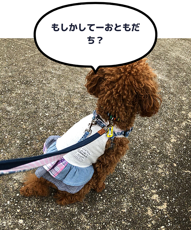 途中お友達🐶ちゃんを見かけてお座りで待つ桃。
でも残念。曲がってしまいました。😂
