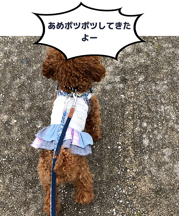 ☔️ポツポツしてきたよー。🐶
