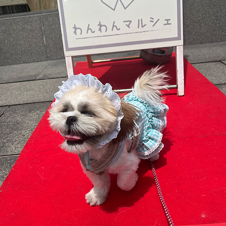 昨日わんわんマルシェ行ってきた🐶🔥

初めてで飼い主も緊張してたけど、めっちゃいい子だし、めっちゃ可愛すぎた🫰🏻💗

フリフリのお帽子も似合いすぎて赤ちゃんみたいｗｗｗ