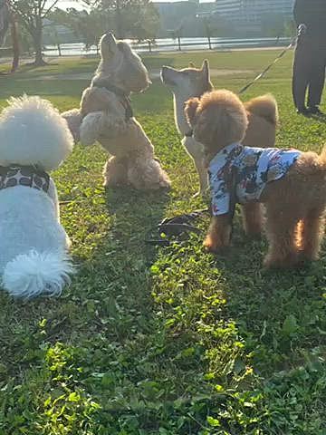 その後はメタセコ広場へ
相変わらずたくさんの🐕🐩🐕‍🦺🦮
飼い主さんからのオヤツにウハウハなハッピー🐶

私も朝から鹿肉ジャーキーを作ったので持参しました🦌
鹿肉は割安な1キロの大袋で購入しているのでほんの少し解凍してから小分けにします💦
再冷凍したくないので解凍された部分をジャーキーにしてお友達とウマウマします❣️