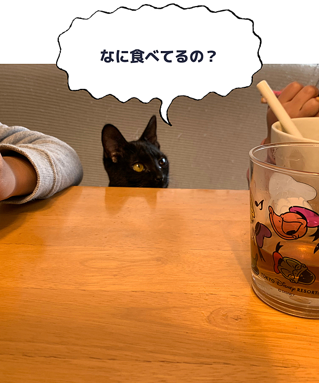 子供たちの食事が気になる黒猫ちょこ。