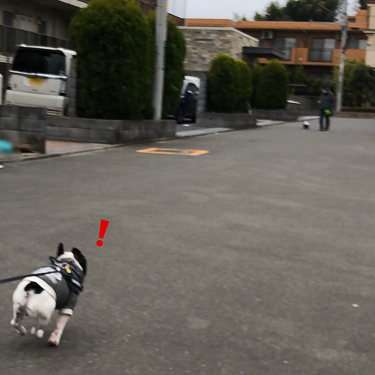 まろダッシュ💨でスピードに乗る前に向かいから来る🐶を見つけて、急にスローダウンのまろでした🤣