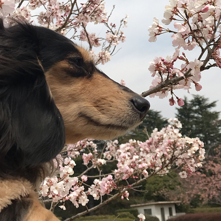 昨日、公園を散歩したら、桜の花が咲いてたよ🐶🌸