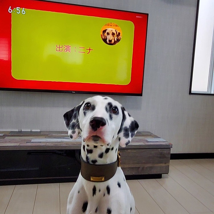 NHK0655のコーナーで採用され、
テレビに出ました🐕
