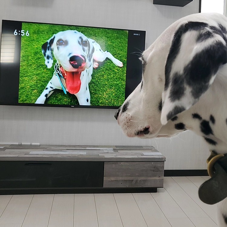 不思議そうにみています🐶