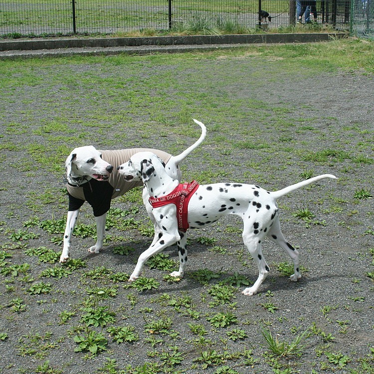 兄妹のレオくんとランで楽しく遊びました🐕🐕